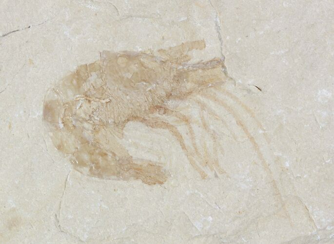 Cretaceous Fossil Shrimp - Lebanon #52740